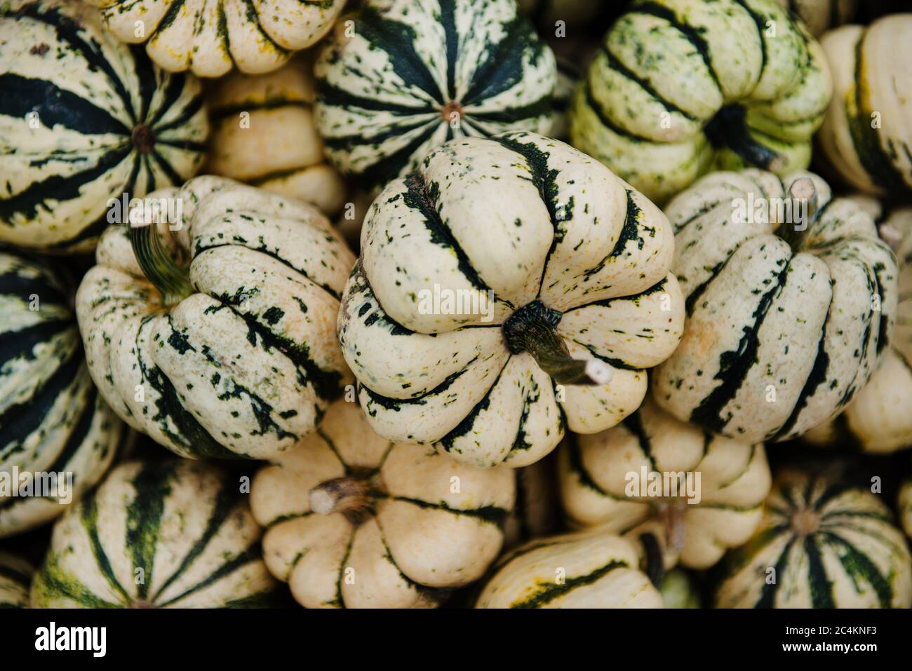 Zucche bianche e verdi in miniatura per la vendita ad un patch di zucca Foto Stock