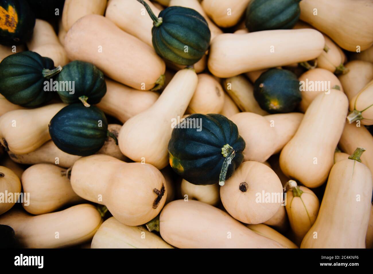 Zucca di butternut e squash di acorn al mercato Foto Stock