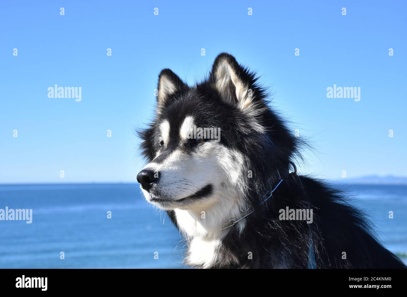 Il cane di razza malcamuto Husky gorgeous malcamute gorgeous dall'oceano. Foto Stock