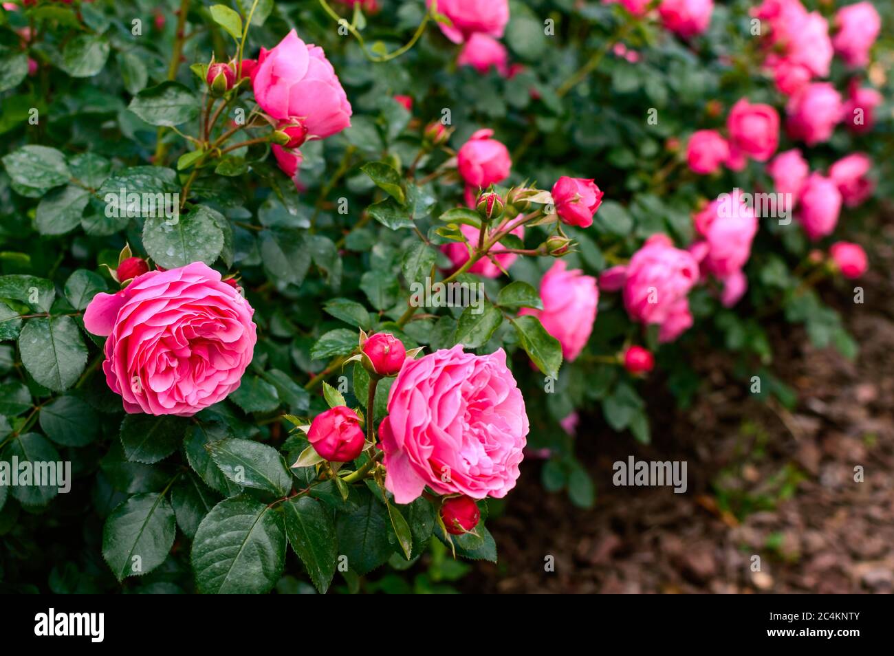 Un sacco di rose rosa con foglie verdi lussureggianti. Sfondo sfocato. Foto Stock