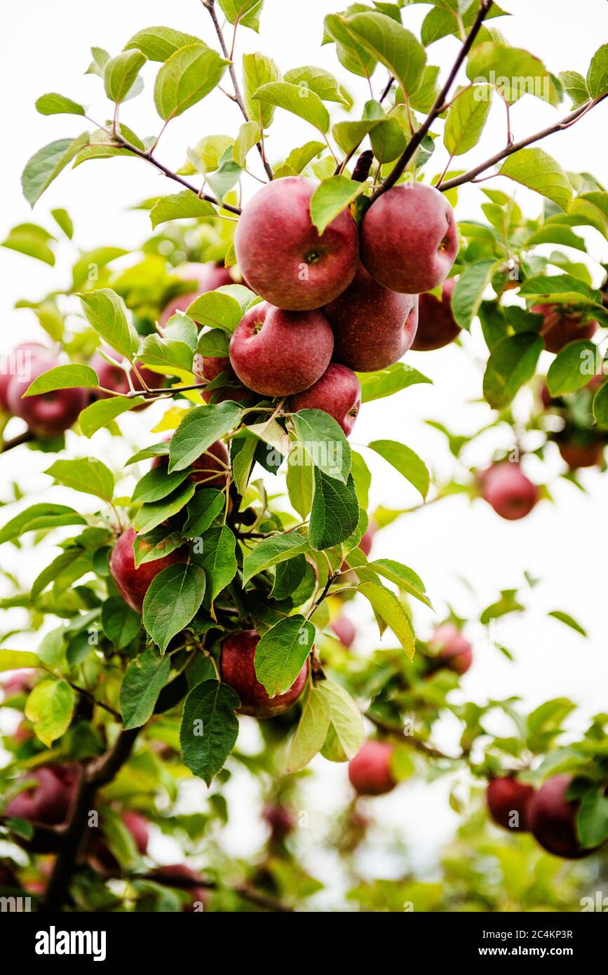 Primo piano di mele rosse che crescono in un frutteto di mele Foto Stock