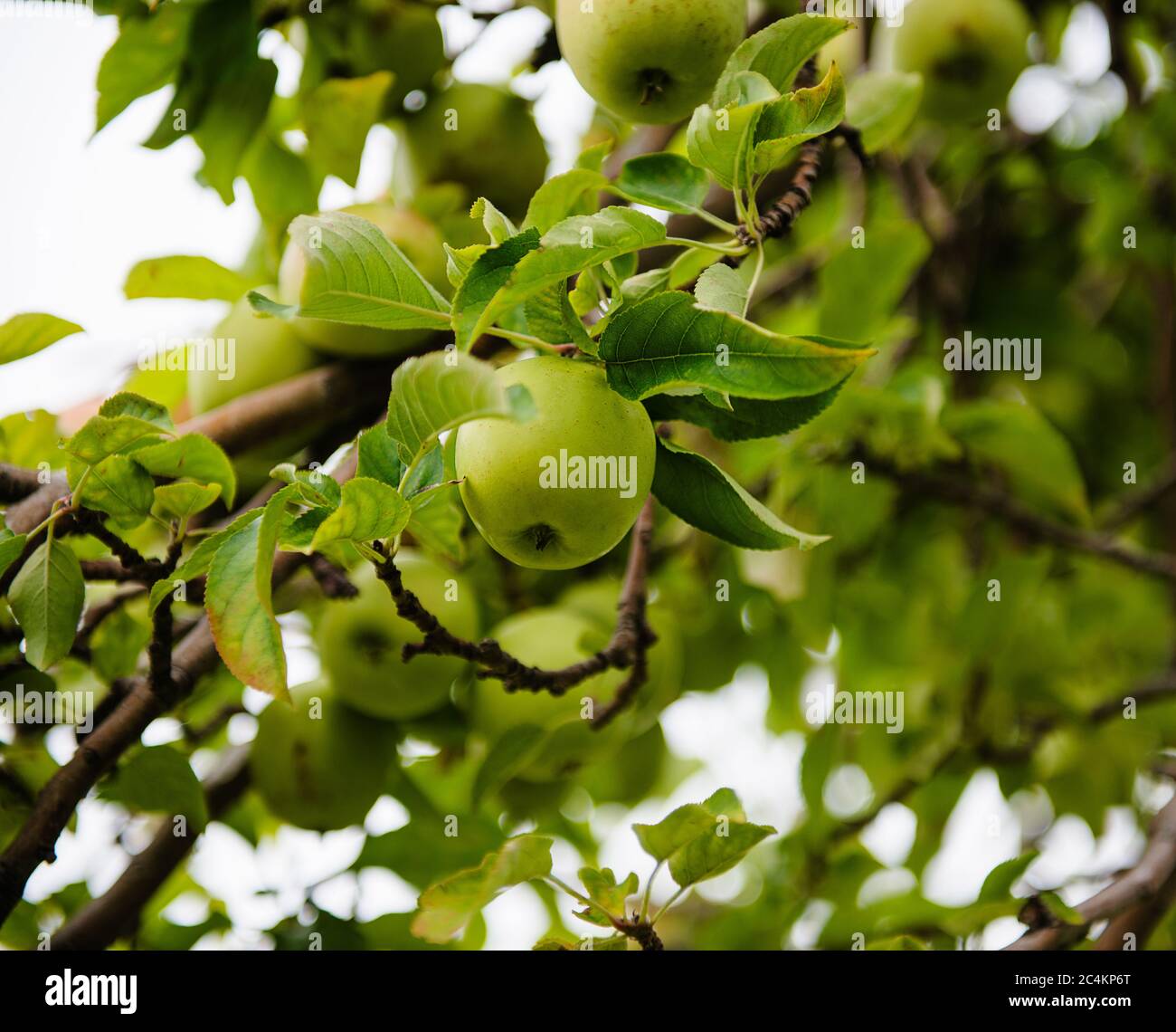 Primo piano di mele verdi che crescono in un frutteto di mele Foto Stock