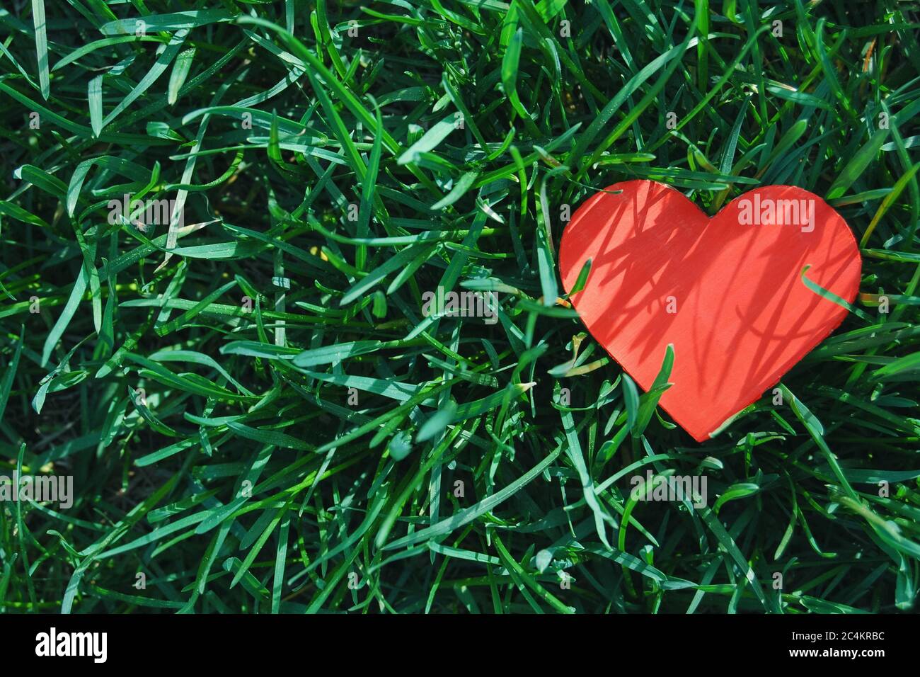 cuore di carta rosso in erba verde, vista dall'alto, amore sfondo estivo Foto Stock