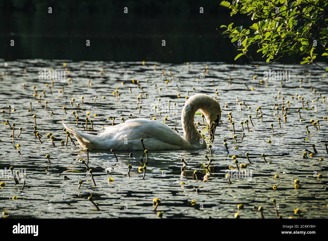 Swan che si nutra di piante acquatiche al bacino idrico di Mugdock, Scozia. Foto Stock