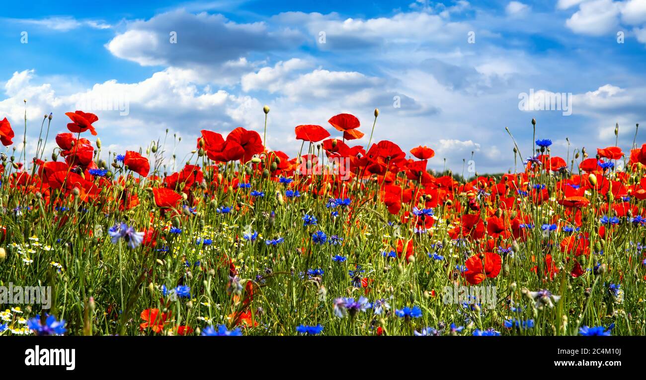 Prato di fiori colorati. Habitat sponsorizzati dalla terra per insetti e uccelli Foto Stock