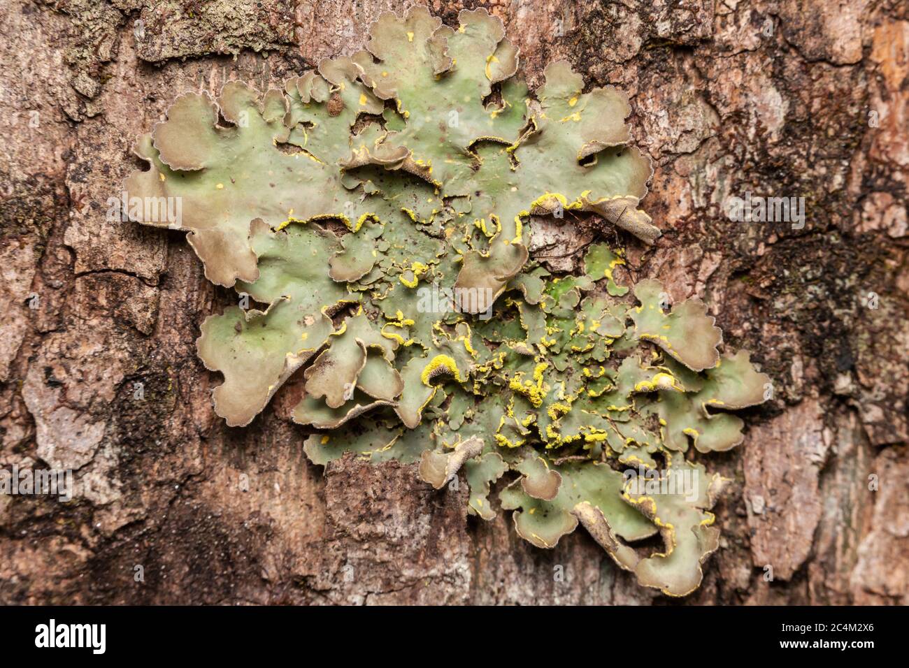 Pannocchie dorate Lichen (Crocodia aurata) Foto Stock