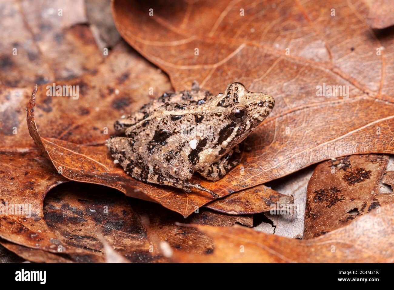 Rana di cricket meridionale (Acris gryllus) Foto Stock