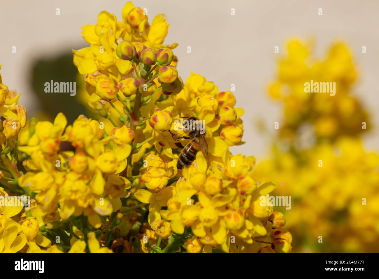 Primo piano di un'ape di miele seduta sui fiori gialli di una mahonia, Berberis aquifolium o Gewöhnliche Mahonie Foto Stock