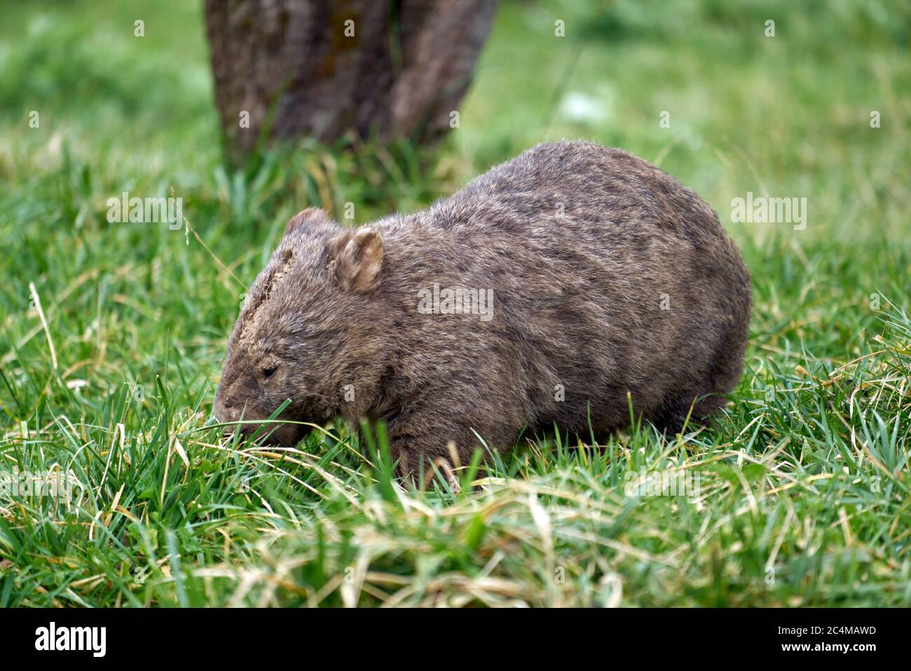 Candlebark Park, Wombat, Foto Stock