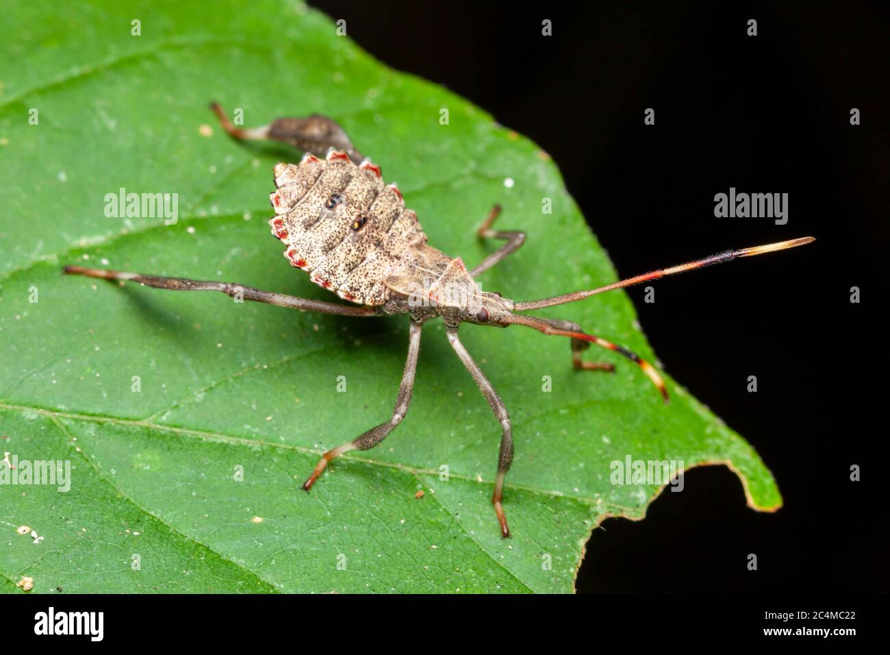 Bug a piede foglia (Acanthocephala terminalis) - Nymph Foto Stock