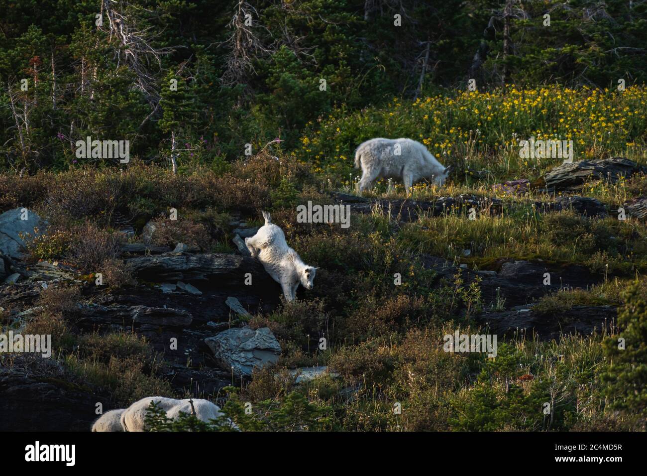 un gruppo di capra di montagna che cammina al passo logan, lago nascosto si affaccia Foto Stock