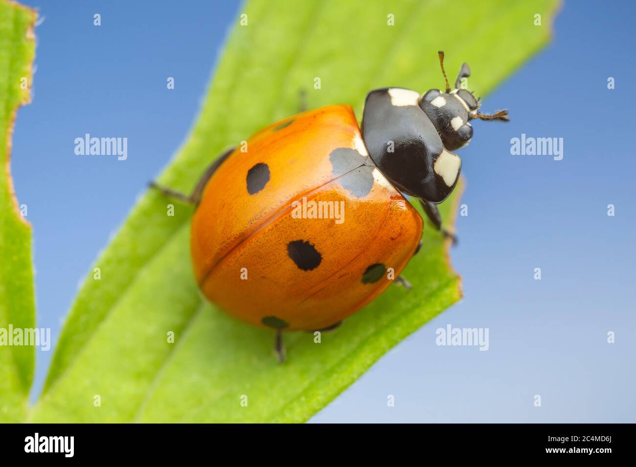 Sette-spotted Lady Beetle (Coccinella septempunctata) Foto Stock