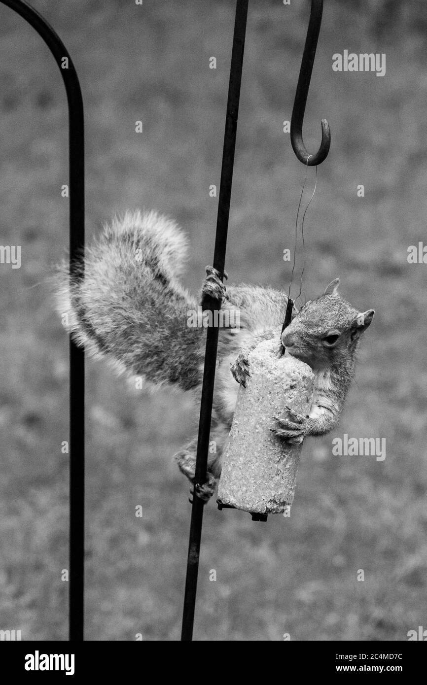 Scoiattolo grigio appeso all'alimentatore di uccelli nel cortile Foto Stock