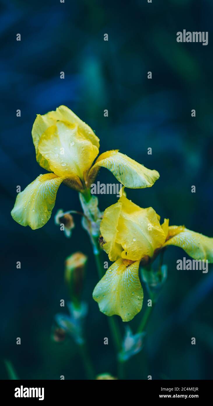 Primo piano di tulipani gialli chiusi sullo sfondo di foglie verdi. Bellissimi fiori che ondeggiano nel vento. Concetto di natura sfondo. Foto Stock