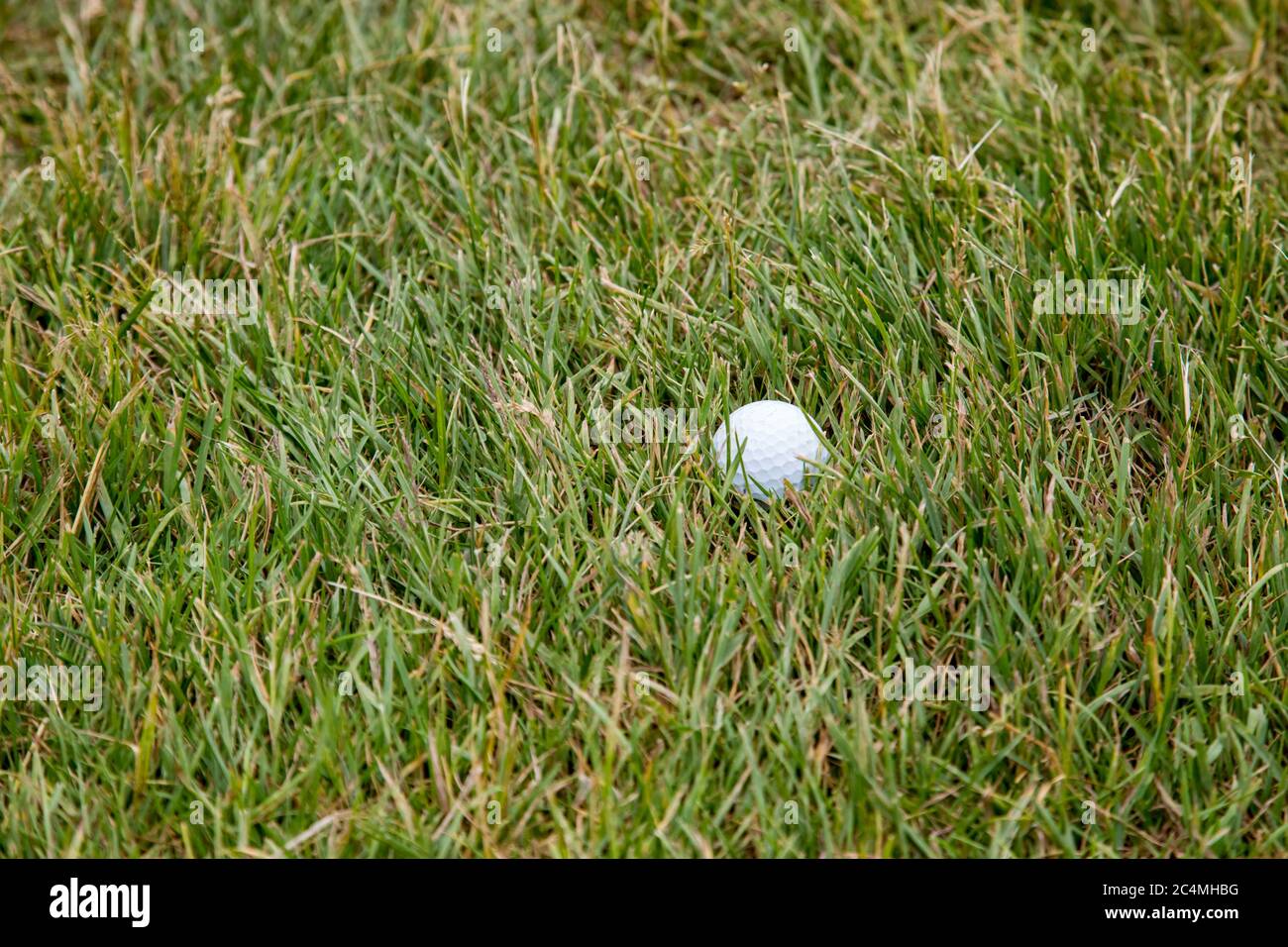 Una pallina da golf bianca giace in erba ruvida e più alta fuori dal fairway su un campo da golf. Foto Stock