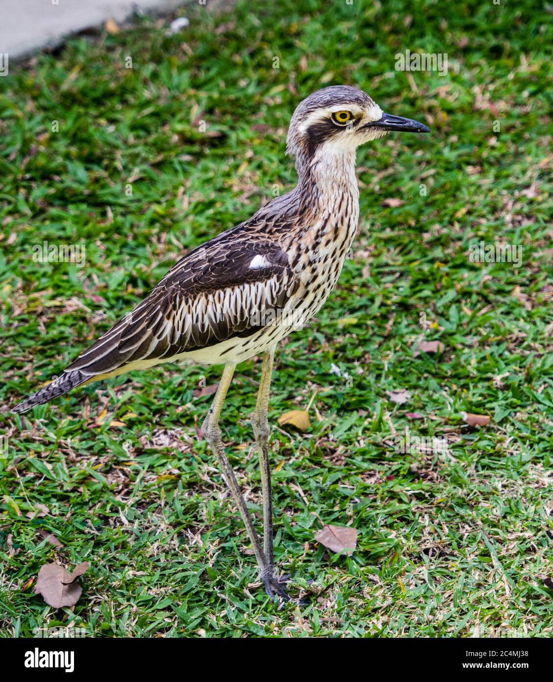 Bush Stone Curlew al Borello Park presso la Lucinda Forshore, Lucinda, Queensland settentrionale, Australia Foto Stock