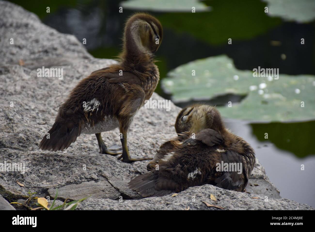 Pechino, Pechino, Cina. 28 Giugno 2020. BeijingÃ¯Â¼Å'CHINA-A 'maltruanatra' e la sua baby anatra giocano al Parco Yuyuantan a Pechino il 25 giugno 2020, il primo giorno della festa del Dragon Boat Festival. Credit: SIPA Asia/ZUMA Wire/Alamy Live News Foto Stock