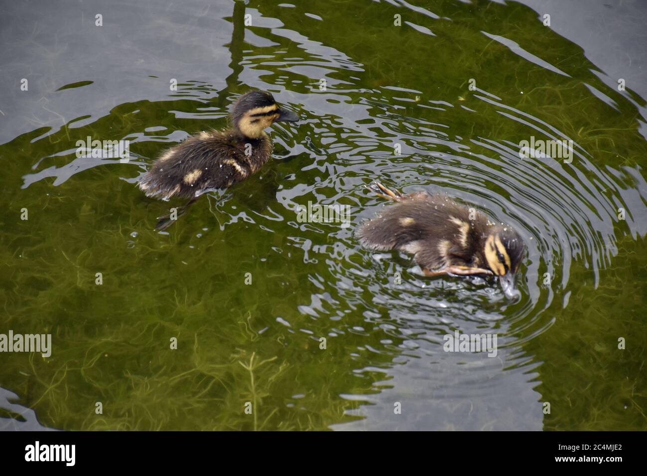 Pechino, Pechino, Cina. 28 Giugno 2020. BeijingÃ¯Â¼Å'CHINA-A 'maltruanatra' e la sua baby anatra giocano al Parco Yuyuantan a Pechino il 25 giugno 2020, il primo giorno della festa del Dragon Boat Festival. Credit: SIPA Asia/ZUMA Wire/Alamy Live News Foto Stock