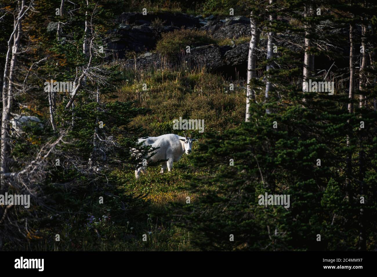 Le capre di montagna sono spesso viste nel Passo Logan del Parco Nazionale del Ghiacciaio, Montana Foto Stock