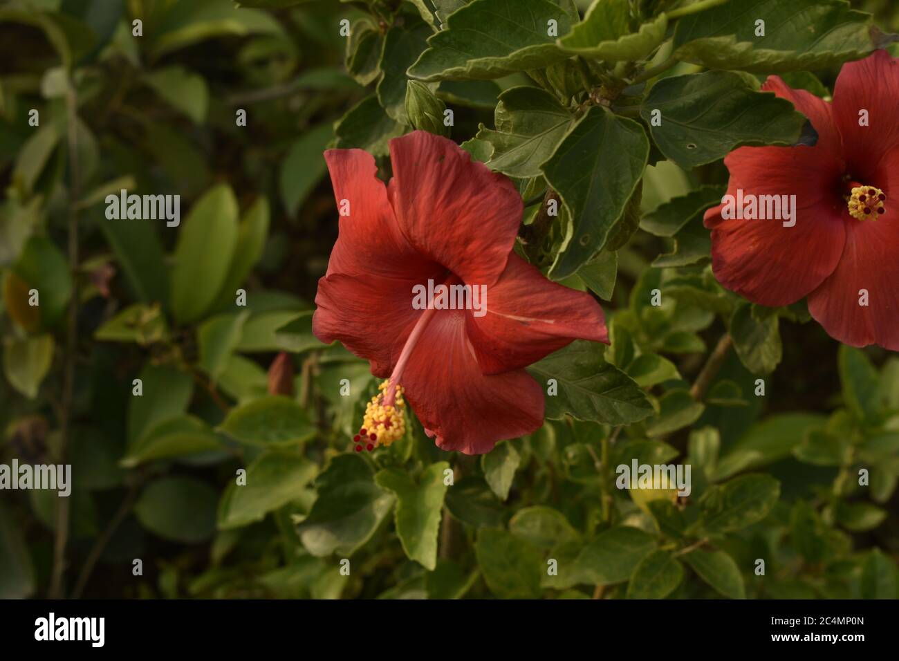 Fotografia di piante e fiori a Jammu India. Foto Stock