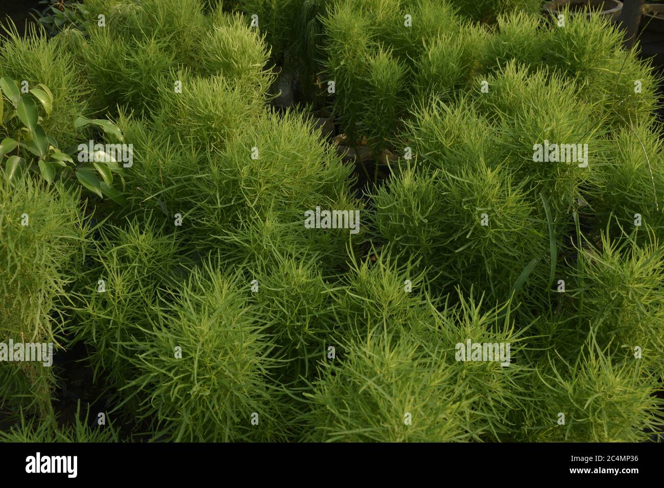 Fotografia di piante e fiori a Jammu India. Foto Stock