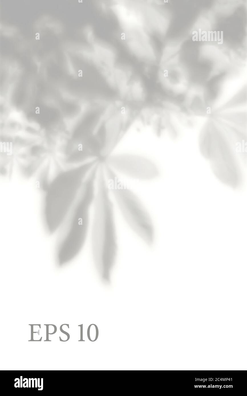 Ombra naturale trasparente della pianta. Sovrapposizione effetto luce. Griglia mesh. Presentazione la vostra scheda di disegno, poster, storie Foto illustrazione realistica Illustrazione Vettoriale