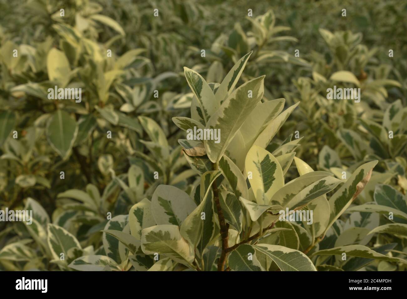 Fotografia di piante e fiori a Jammu India. Foto Stock