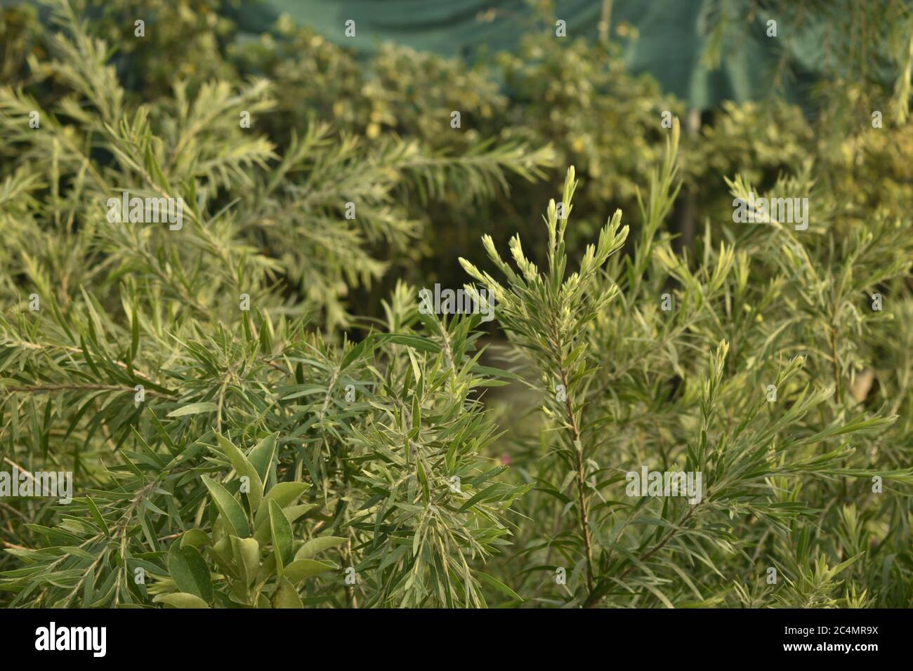 Fotografia di piante e fiori a Jammu India. Foto Stock