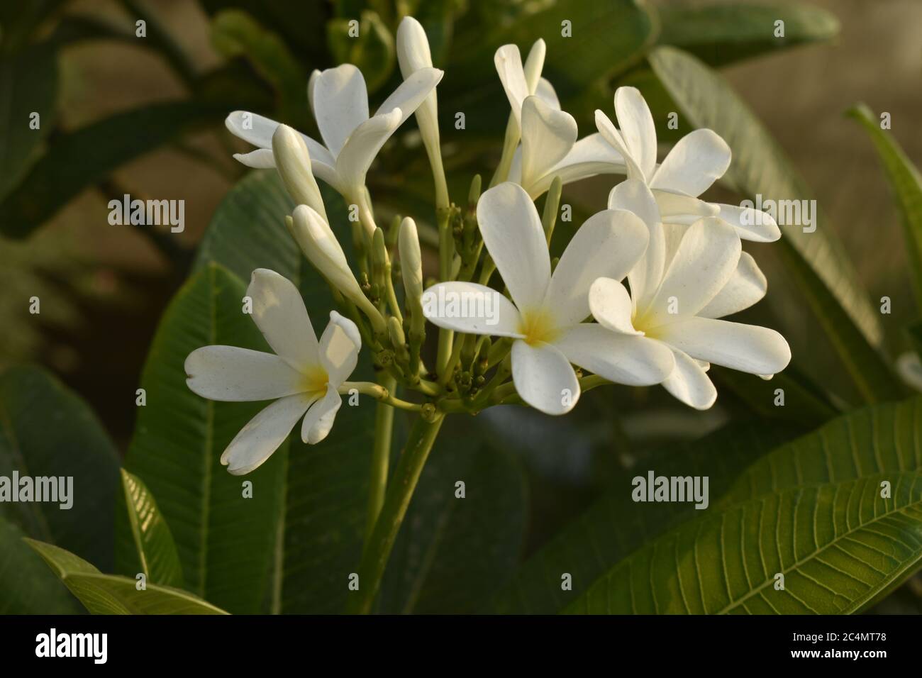 Fotografia di piante e fiori a Jammu India. Foto Stock