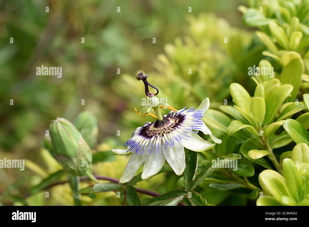 Primo piano di fiori di frutto della passione in giardino estivo / Passiflora fiore bianco e viola con sfondo verde foglie Foto Stock