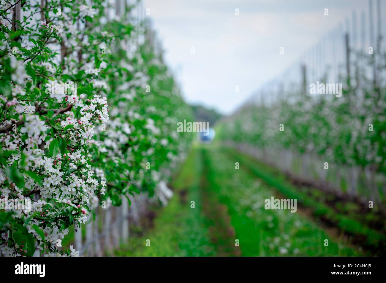 File di piantine con strada. Lussureggianti alberi di mele giovani in fiore Foto Stock