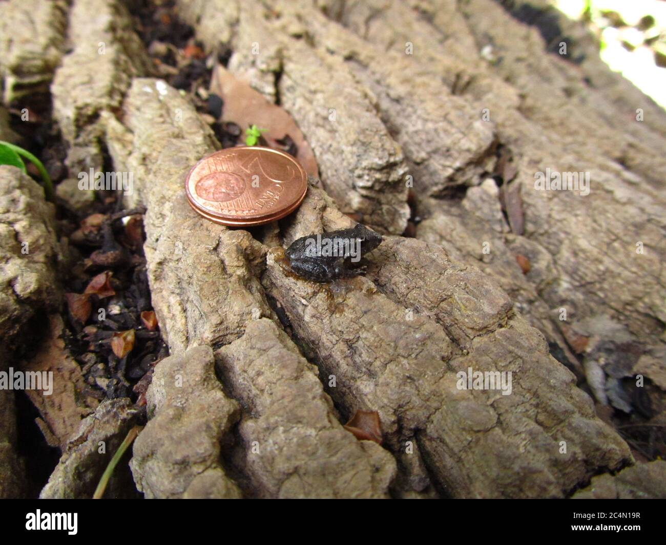BUSKETT, RABAT, MALTA - 16 marzo 2014: Confronto tra la taglia di un piccolo froglotto della rana dipinta maltese, Discolosso pictus, e una moneta da due cent, Foto Stock
