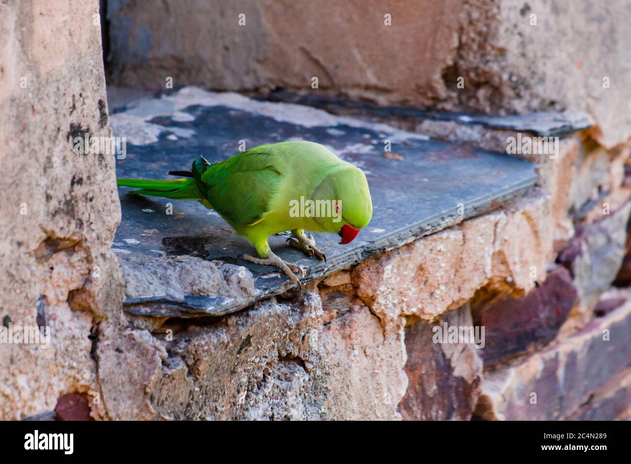 Pappagallo indiano verde seduto al nido nel muro guardando nella fotocamera con sfondo verde morbido Foto Stock