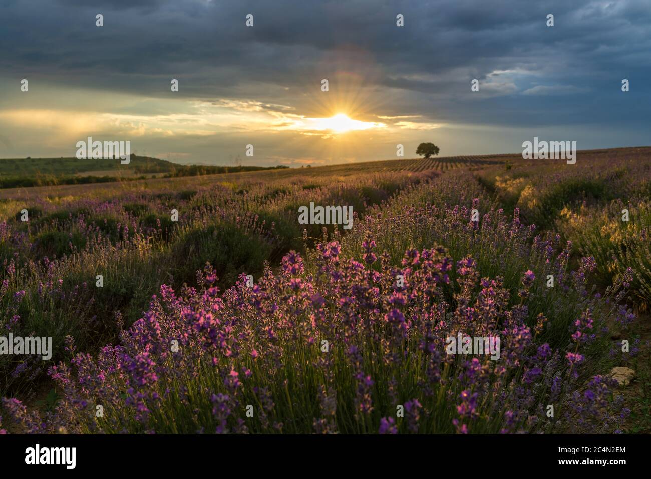 Tramonto su un campo di lavanda estivo, sembra in Provenza, Francia. Campo di lavanda. Bella immagine di campo di lavanda sopra il paesaggio estivo del tramonto. Foto Stock