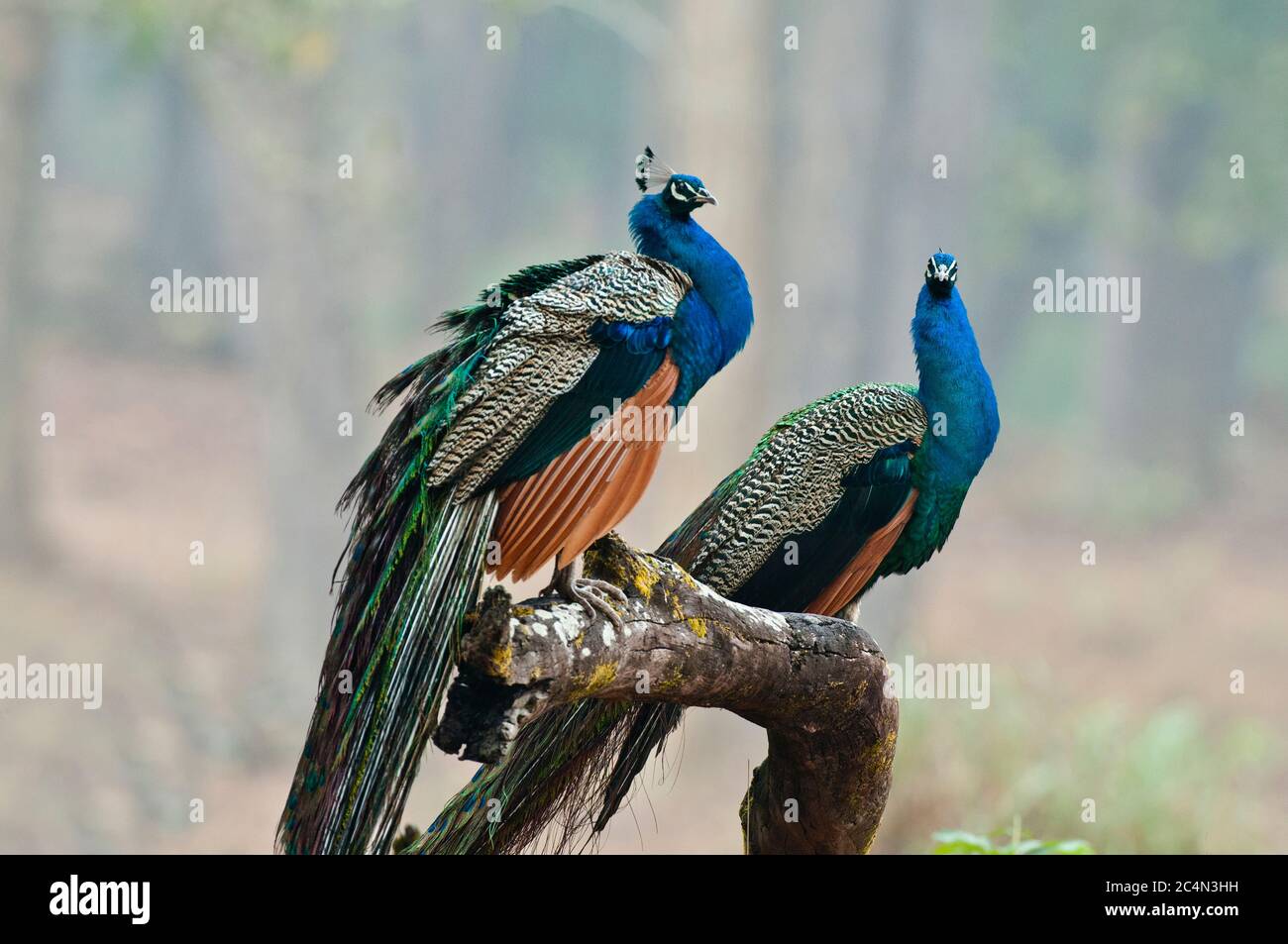 Due pavoni (stato di Pavo) nel Parco Nazionale di Kanha India Foto Stock