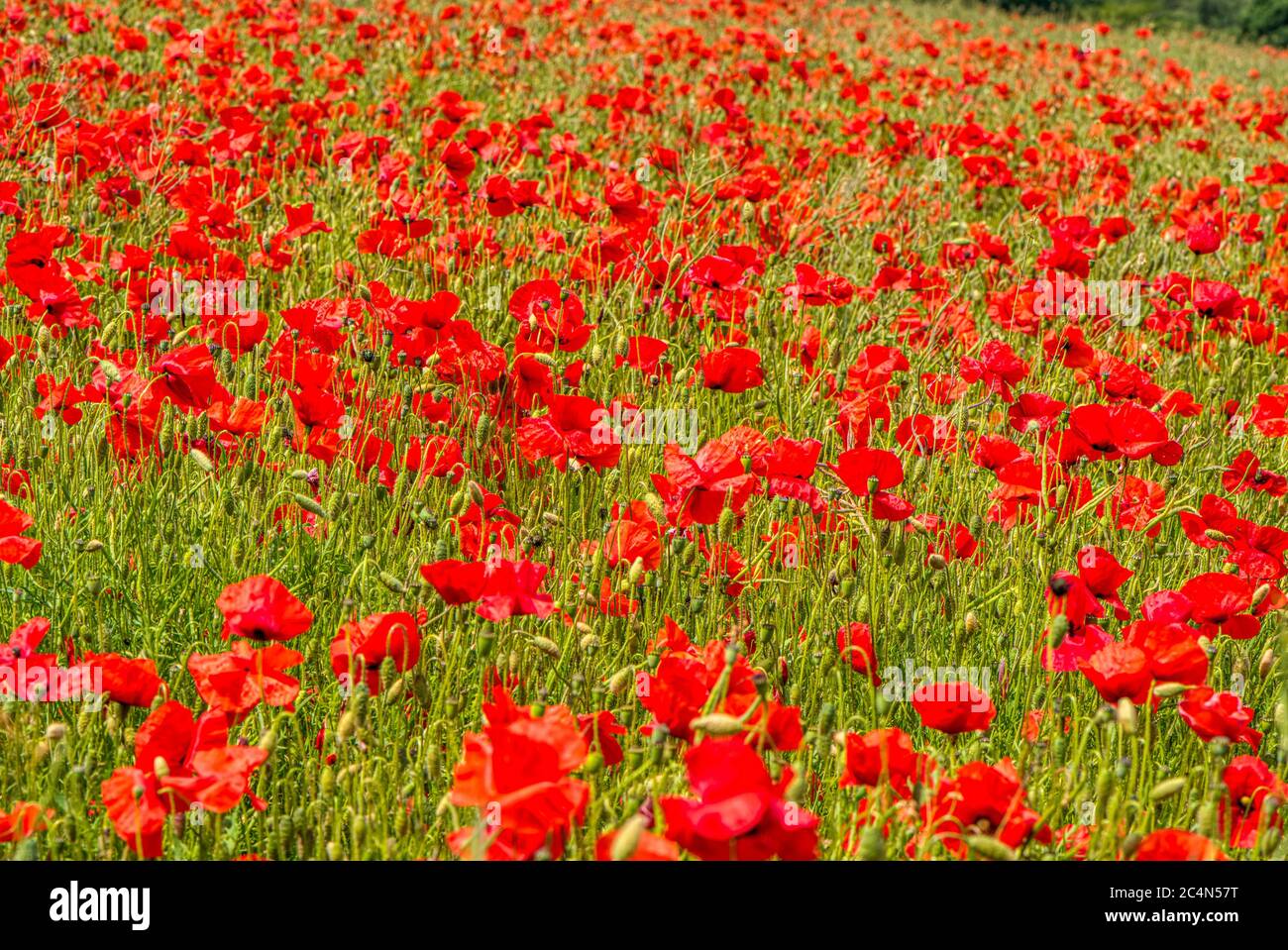 Un campo di papaveri rossi, Bighton, Hampshire, Regno Unito Foto Stock