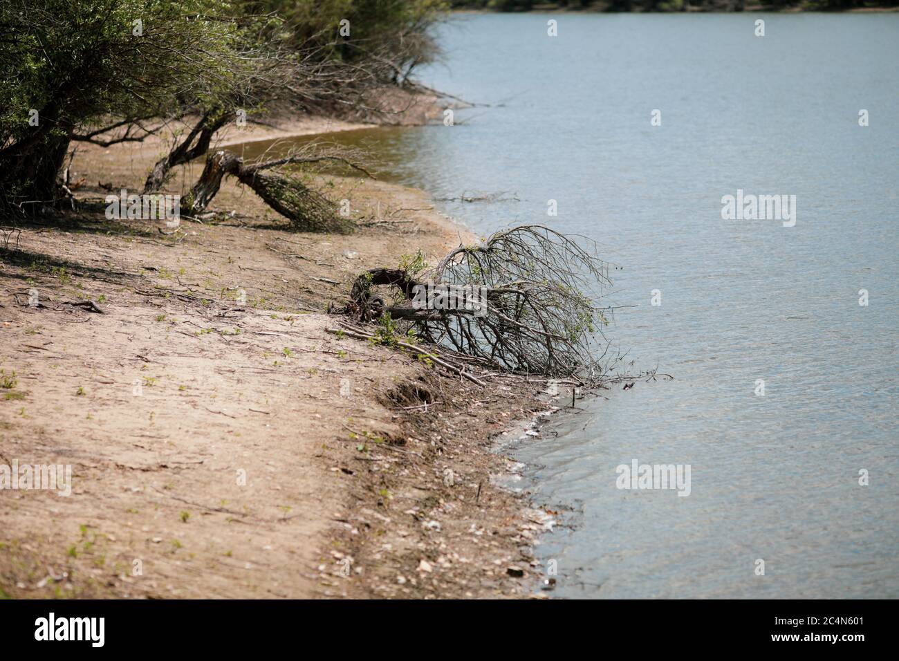 Paesaggio con foresta e acqua corrente vicino al Danubio. Foto Stock