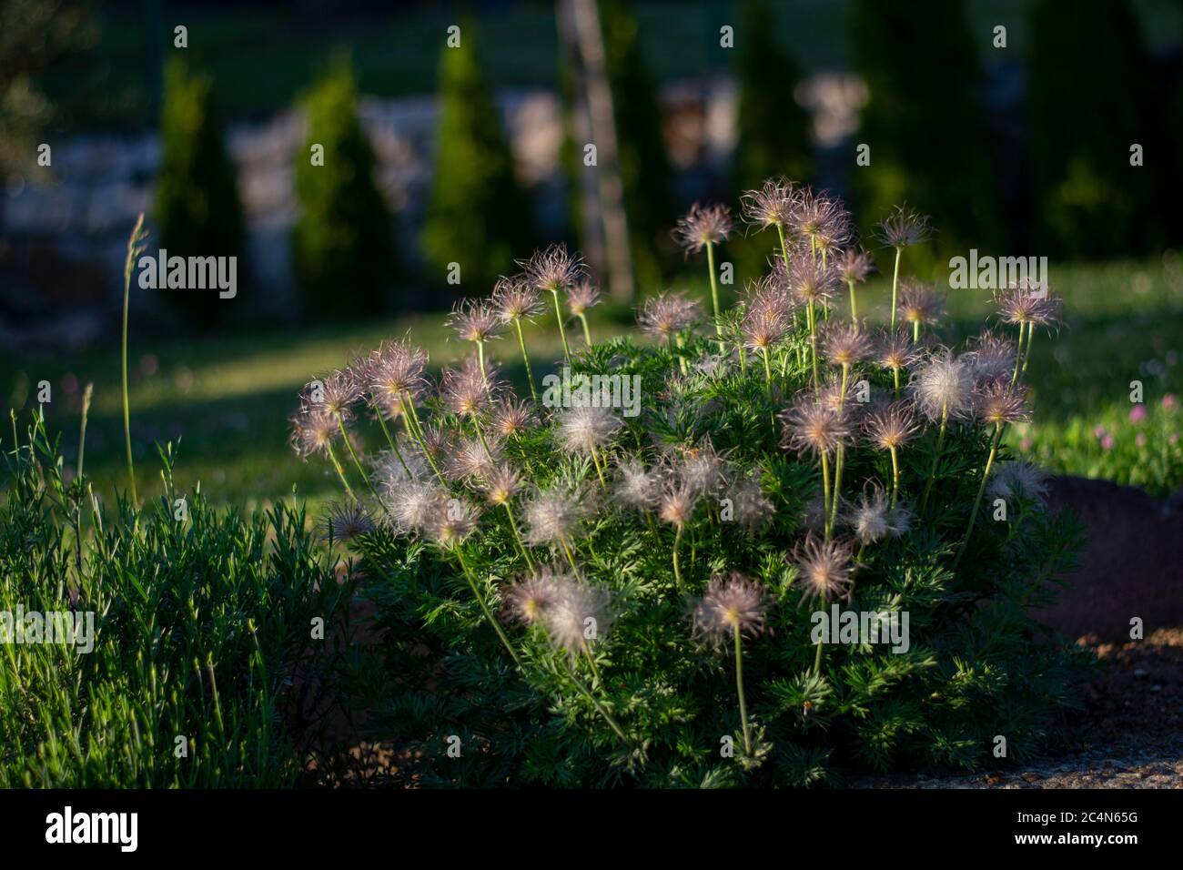 Closeup di semi di piuma del fiore di primavera Pulsatilla vulgaris (sogno di erba) su sfondo verde. Foto Stock