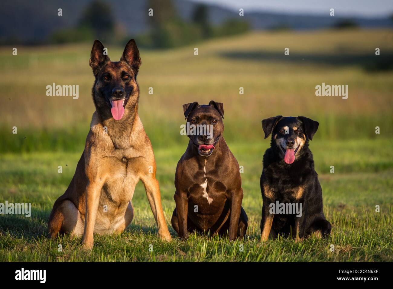 Ritratto di tre cani seduti su un prato (Malinois, Pit Bull-Mix, Pinscher austriaco) Foto Stock