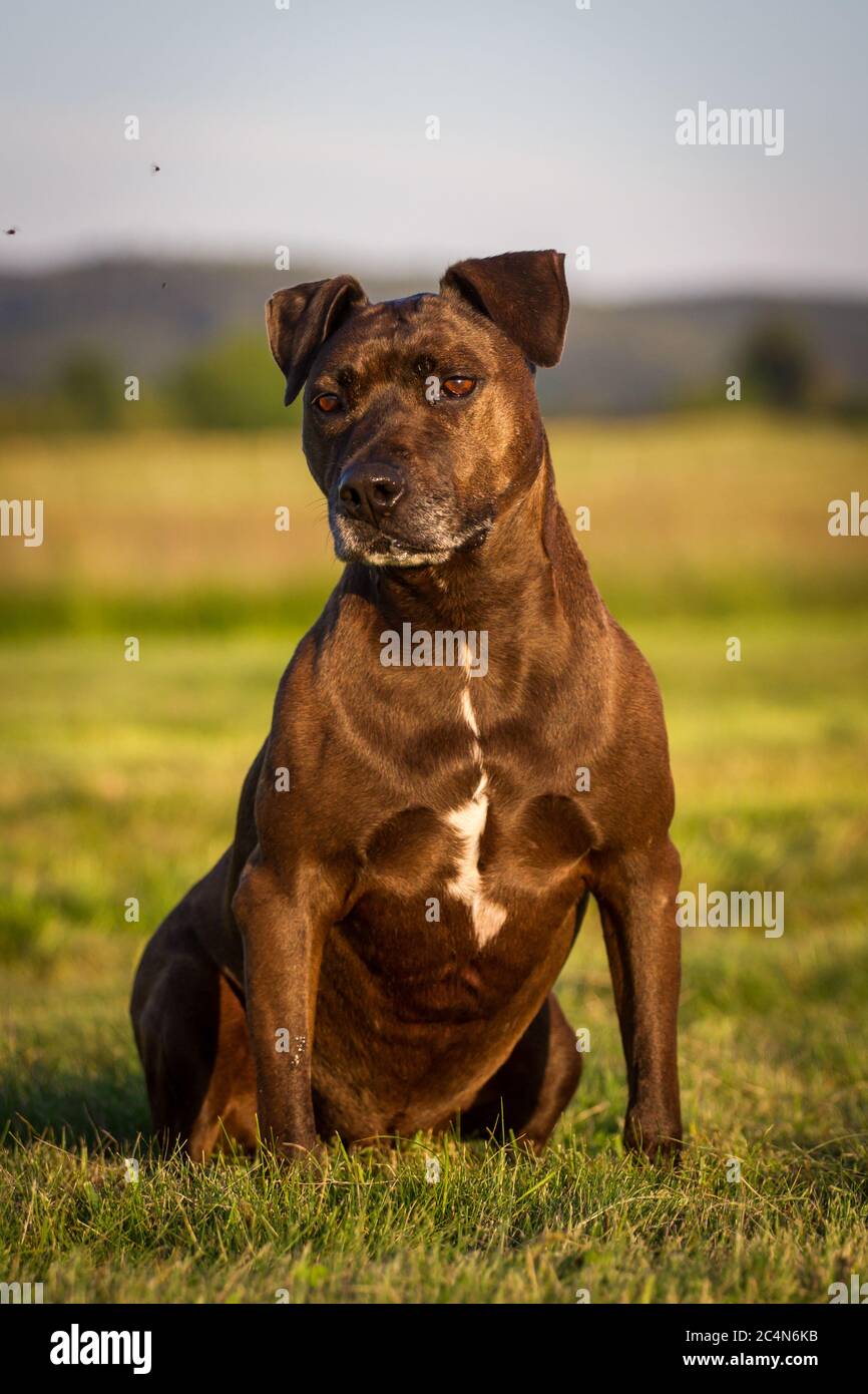 Ritratto di un cane di razza mista Pit Bull seduto su un prato Foto Stock