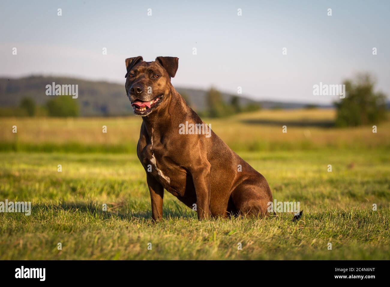 Ritratto di un cane di razza mista Pit Bull seduto su un prato Foto Stock