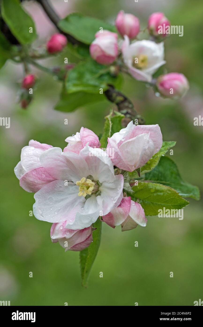 Fioritura su albero di mele, Cambridgeshire, Inghilterra Foto Stock