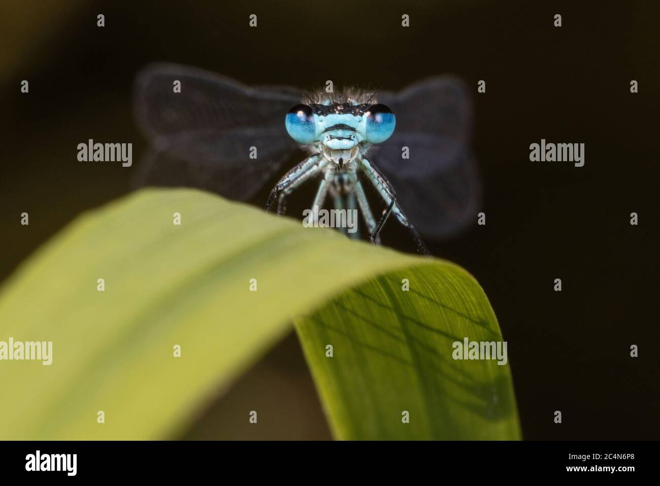 Maschio Damselfly Azure (Coenagrion puella) Foto Stock