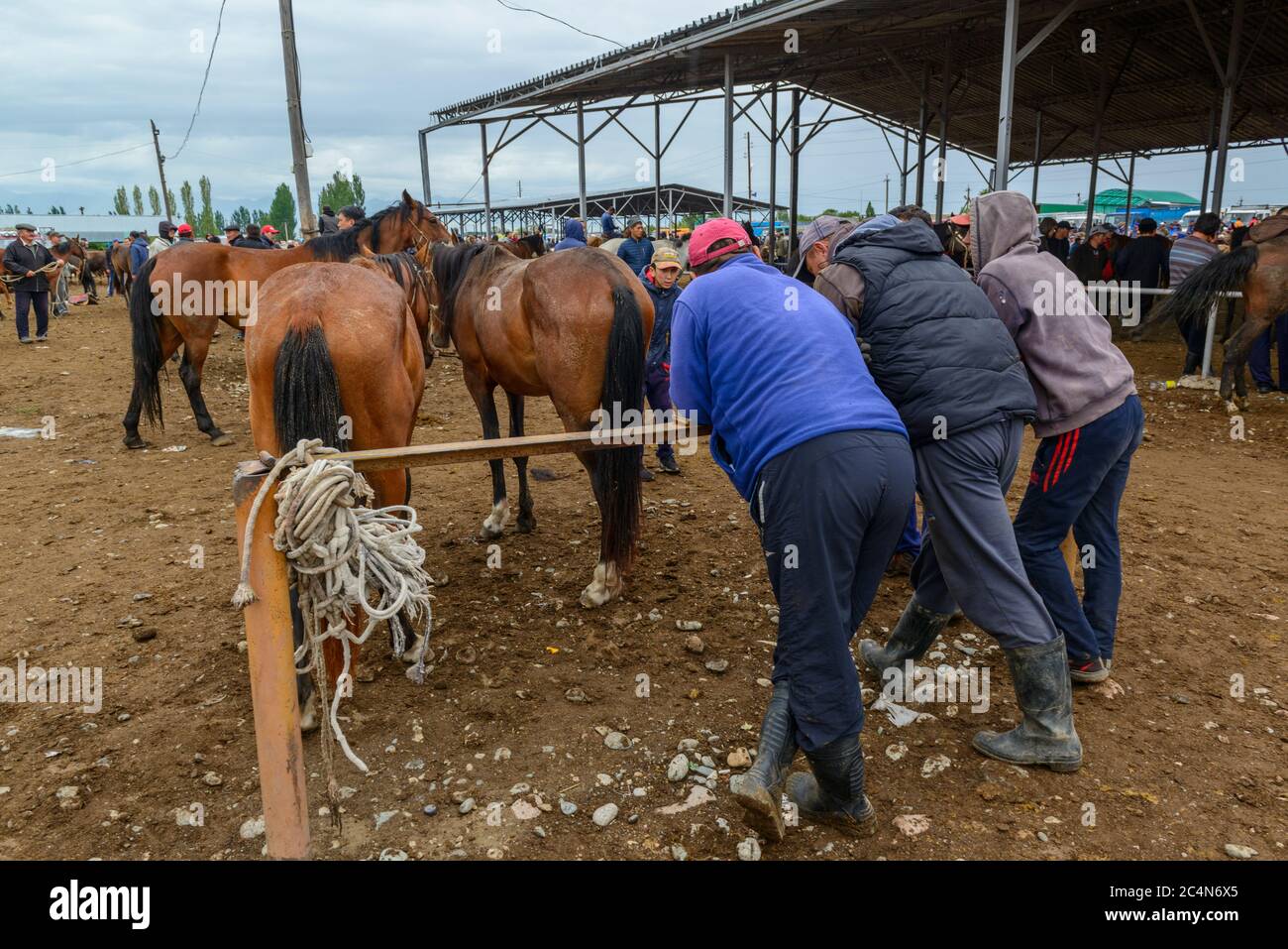 Mercato animale a Karakol, Kirghizistan. Vista posteriore. Foto Stock