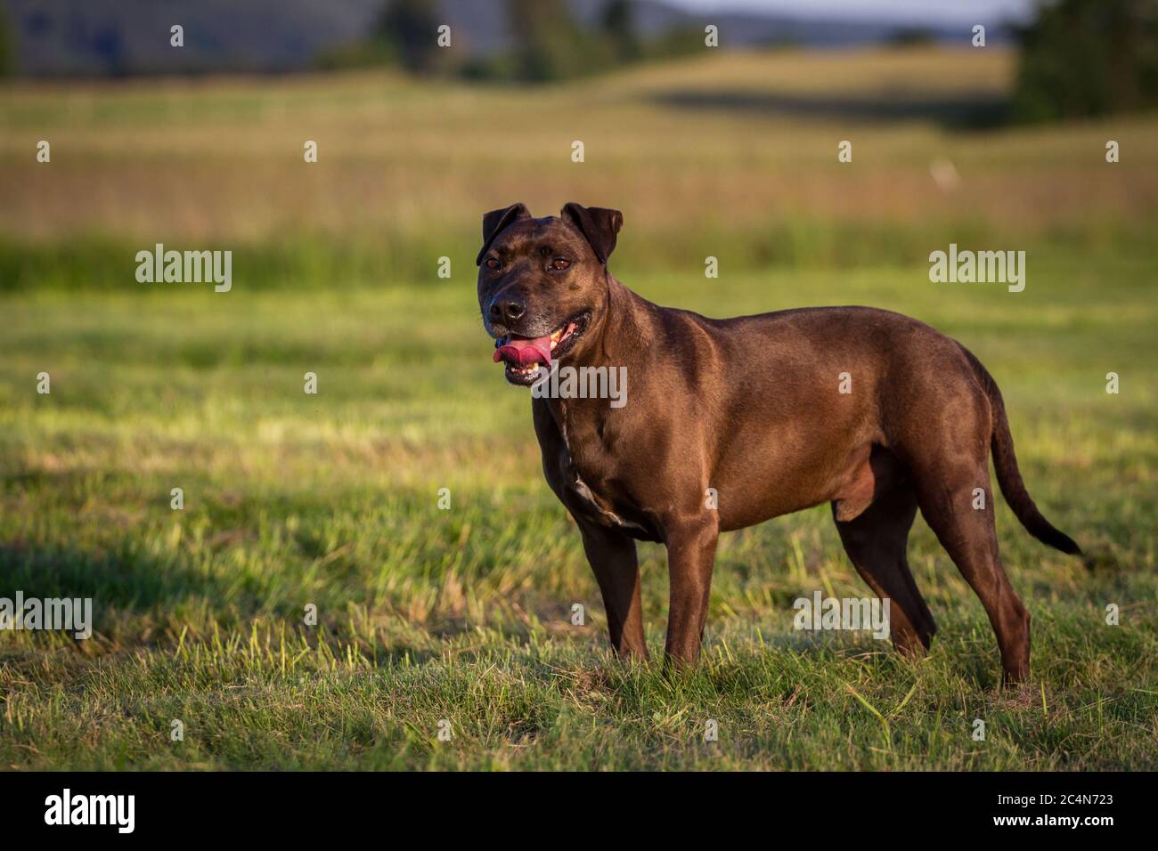 Ritratto di un cane di razza mista Pit Bull in piedi su un prato Foto Stock