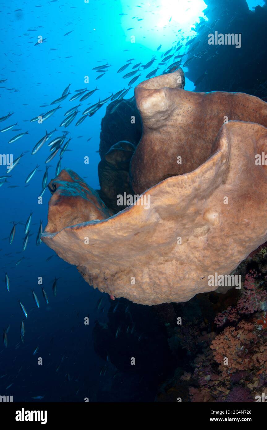Scuola di Bluestreak Fusiliers, mattonella Pterocaesio, nuoto intorno a Sponge, Porifera Phylum, Snake Ridge dive sito, Gunung API Foto Stock