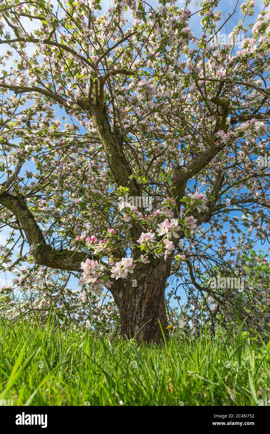 Vecchio albero di mela in fiore, Cambridgeshire Foto Stock