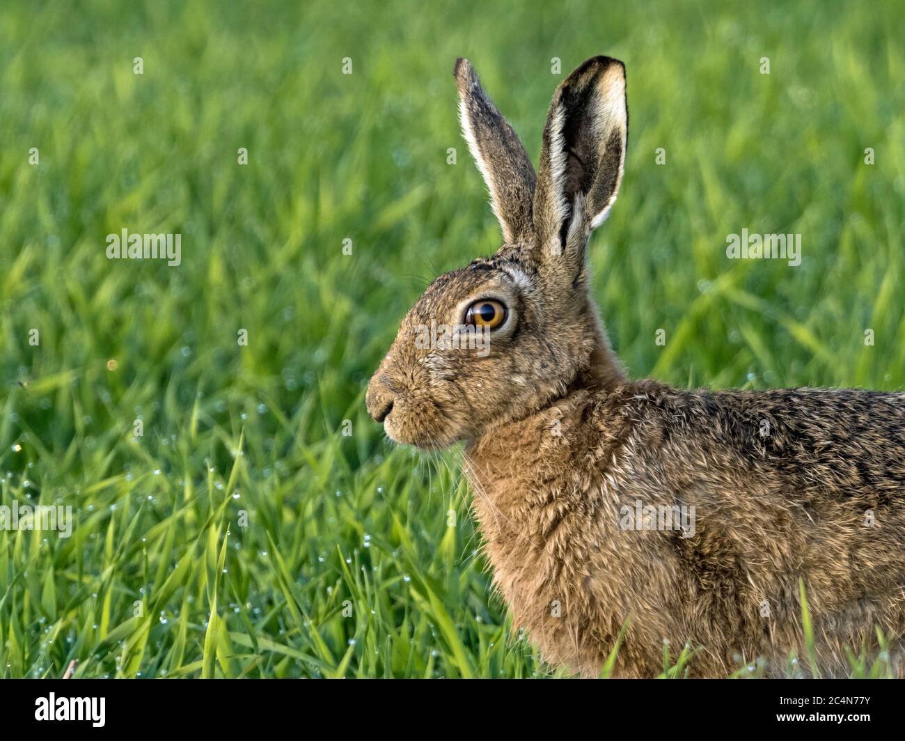 Lepre marrone (Lepus europaeus), Cambridgeshire, Inghilterra Foto Stock