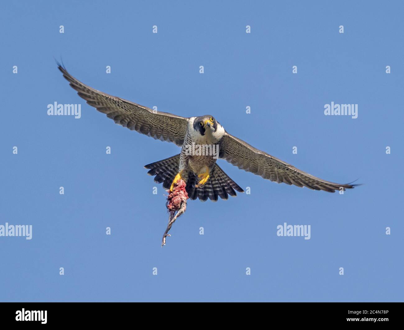 Femmina Peregrine falcon (Falco peregrinus) in volo con preda, Cambridgeshire, Inghilterra Foto Stock