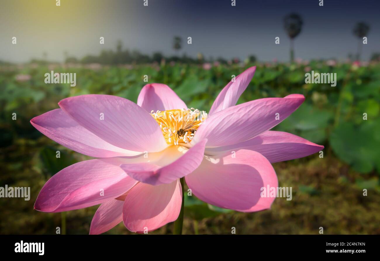 Un'ape di miele che raccoglie polline su fiore rosa di loto in un lago tropicale la mattina d'estate, petalo luminoso e bello di fiore rosa di loto in piena fioritura Foto Stock